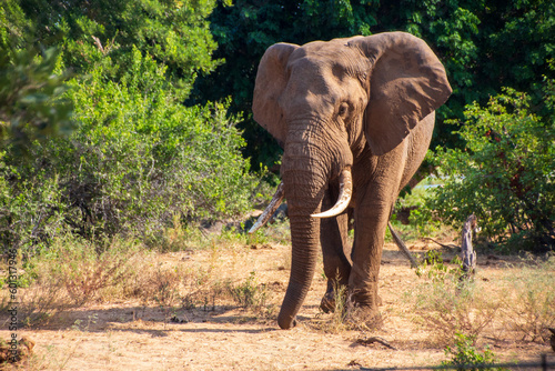 Bull Elephant  Kruger National Park