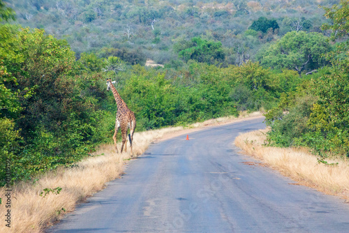 Giraffe on road  Kruger National Park