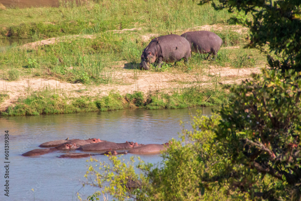 Hippos in river, Kruger National Park Hippos in river, Kruger National Park