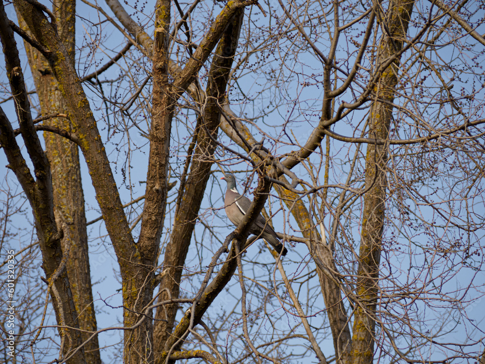dove perched on an elm tree. yellow lichen on the branches. dove perched on an elm tree. yellow lichen on the branches.