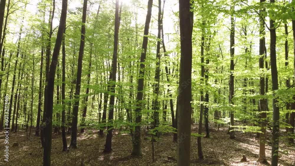 Drohne fliegt langsam quer durch grünen Buchenwald im Frühling, Blattaustrieb Drohne fliegt langsam quer durch grünen Buchenwald im Frühling, Blattaustrieb