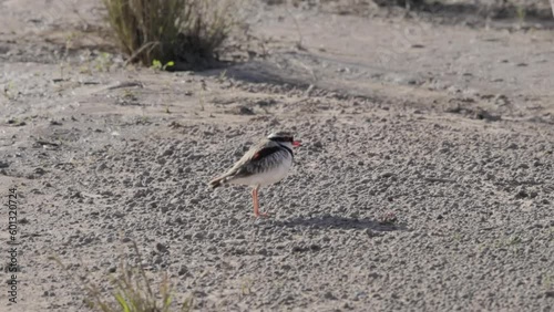 a slow motion clip of a black fronted dotterel standing at a streambed in the outback of qld, australia photo