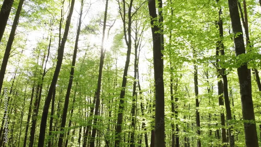 Drohne fliegt langsam quer durch grünen Buchenwald im Frühling, Blattaustrieb Drohne fliegt langsam quer durch grünen Buchenwald im Frühling, Blattaustrieb
