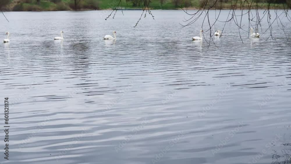 Swans floating on pond with calm water in overcast weather Swans floating on pond with calm water in overcast weather