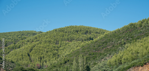 Mountain unspoiled landscape, with forest against blue sky. Natural environment. Copy space