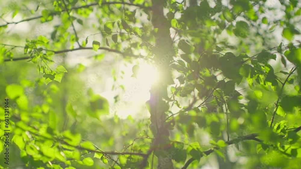 Sun branch sunset fresh leaves summer spring tree boken wind Sun branch sunset fresh leaves summer spring tree boken wind