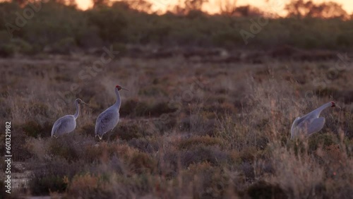 a sunrise tracking shot of a family of brolgas walking at lake bindegolly national park in western queensland, australia photo