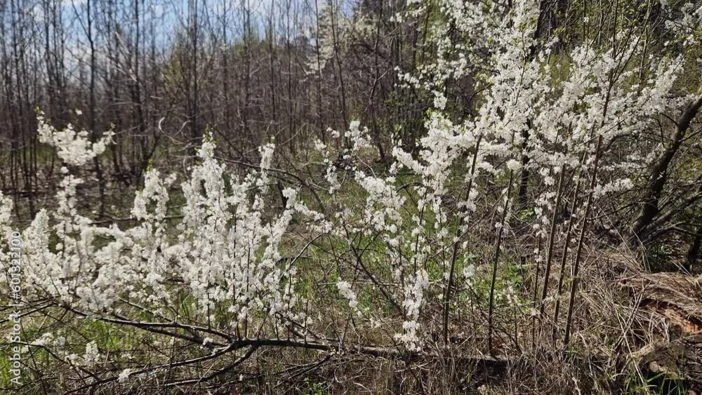 Blooming wild cherry in forest on a blurred background Blooming wild cherry in forest on a blurred background