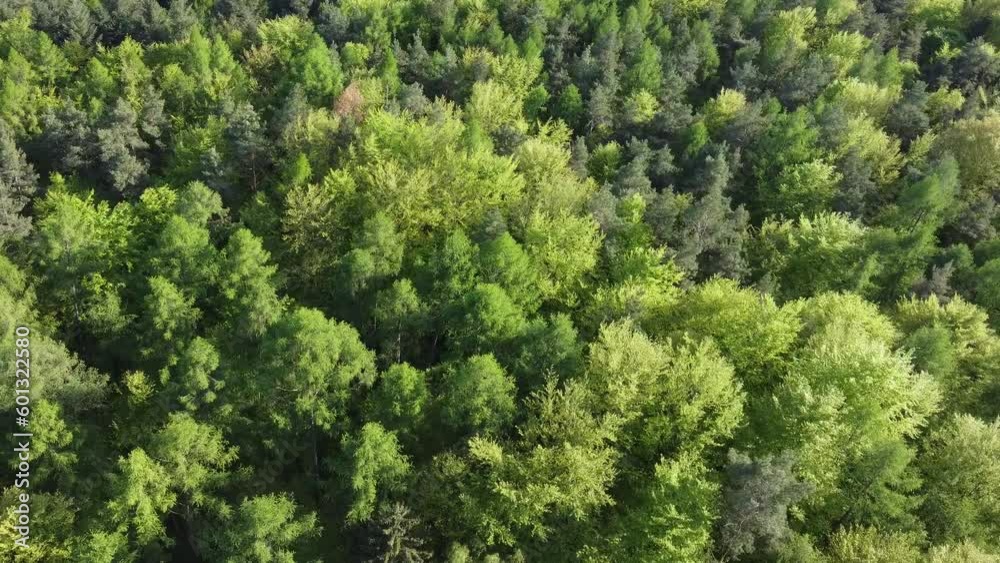 Drohne fliegt über die grünen Baumkronen eines Laubwaldes im Frühling, Luftaufnahme Drohne fliegt über die grünen Baumkronen eines Laubwaldes im Frühling, Luftaufnahme