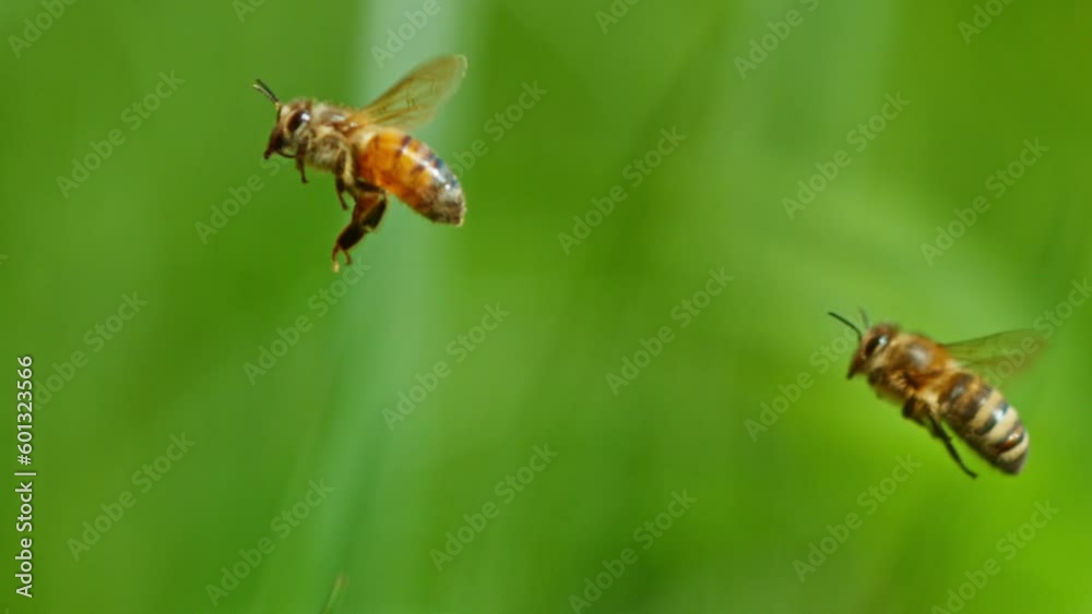 Super slow motion of bees flying, macro shot. Filmed on high speed cinema camera, 2000fps.