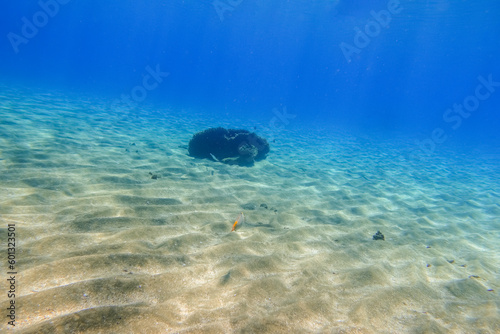 small reef at the sandy seabed in deep blue water in the red sea