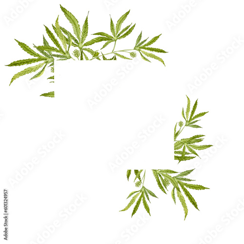 Fototapeta Naklejka Na Ścianę i Meble -  frame, cannabis in the form of a frame, cannabis in watercolor, twigs, cannabis leaves in watercolor