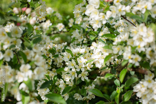 Flowers of apple tree in bloom on a sunny day. Side view, selective focus.