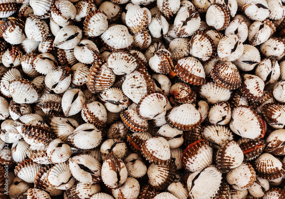 Scallops close up background texture Scallops close up background texture