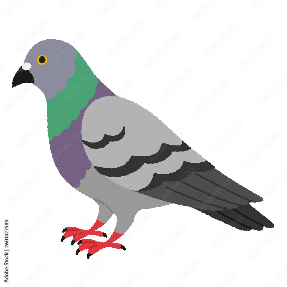 Fototapeta premium 鳩のイラスト