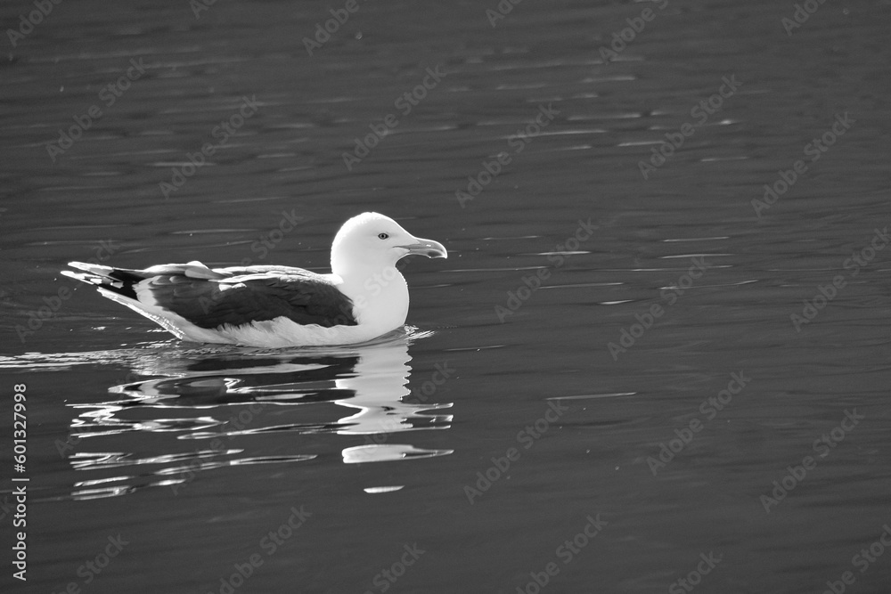 seagull swimming on the fjord, black and white. The sea bird is reflected in the water