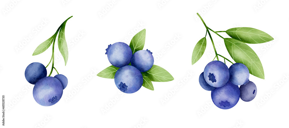 Set of blueberry sprig isolated on white background for print. Digital watercolor Set of blueberry sprig isolated on white background for print. Digital watercolor
