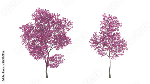 3D rendering of red lapacho tree isolated on white background. Pink flowers on a tree photo