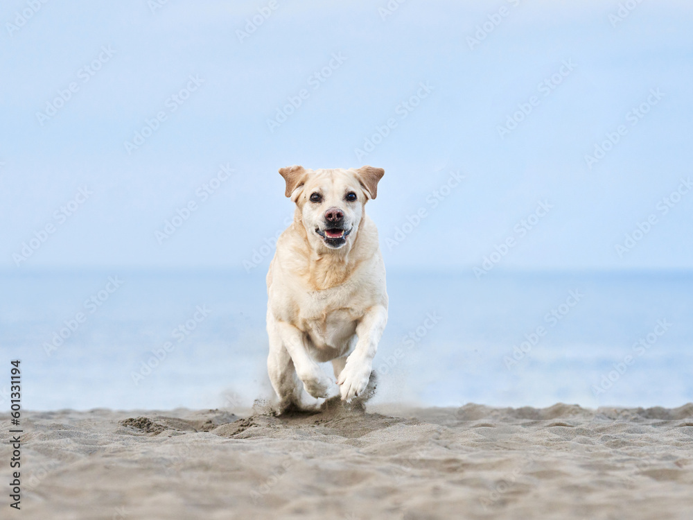 happy dog running on the sea. fawn Labrador Retriever in nature. a pet on an active walk