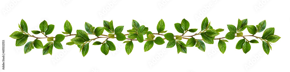 Twigs with green leaves in a floral garland isolated on white or transparent background