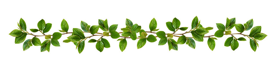 Twigs with green leaves in a floral garland isolated on white or transparent background