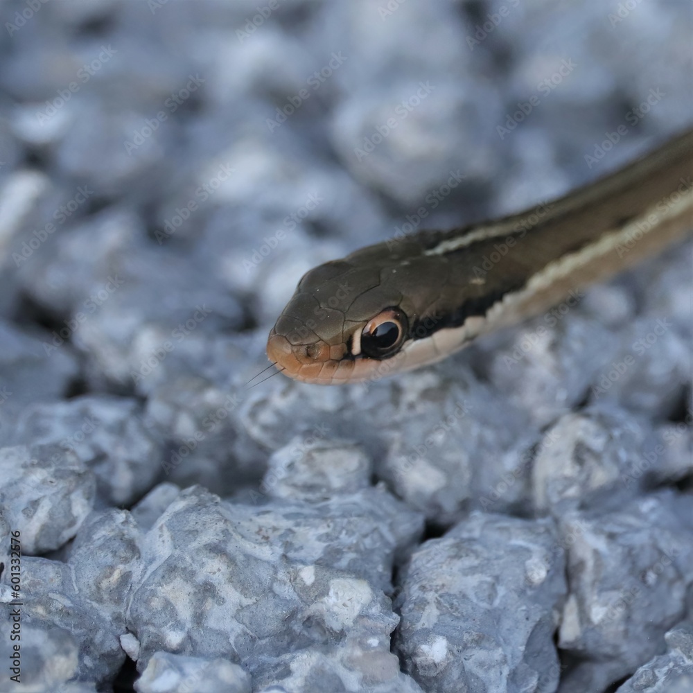 World's Cutest Little Smiling Ribbon Snake World's Cutest Little Smiling Ribbon Snake