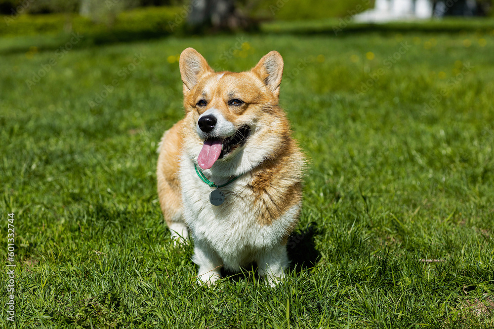 a corgi dog , taken on a sunny spring day