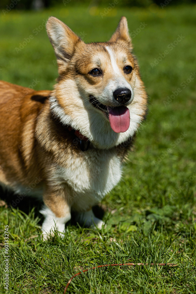 a corgi dog , taken on a sunny spring day