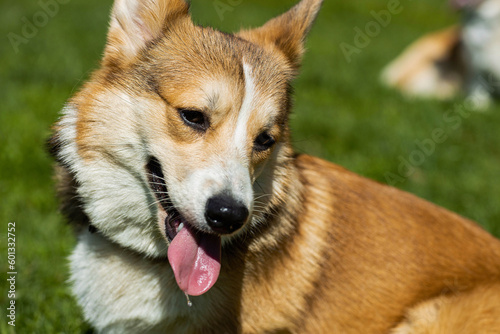 a corgi dog , taken on a sunny spring day