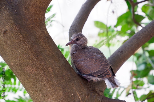 Young Red Collared Dove is separated from the family on tree