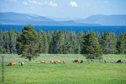 Elk herd at yellowstone