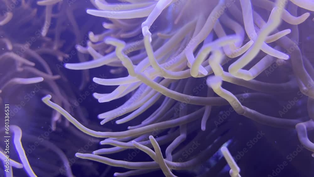 beautiful colorful sea anemone moves in the water of the sea beautiful colorful sea anemone moves in the water of the sea