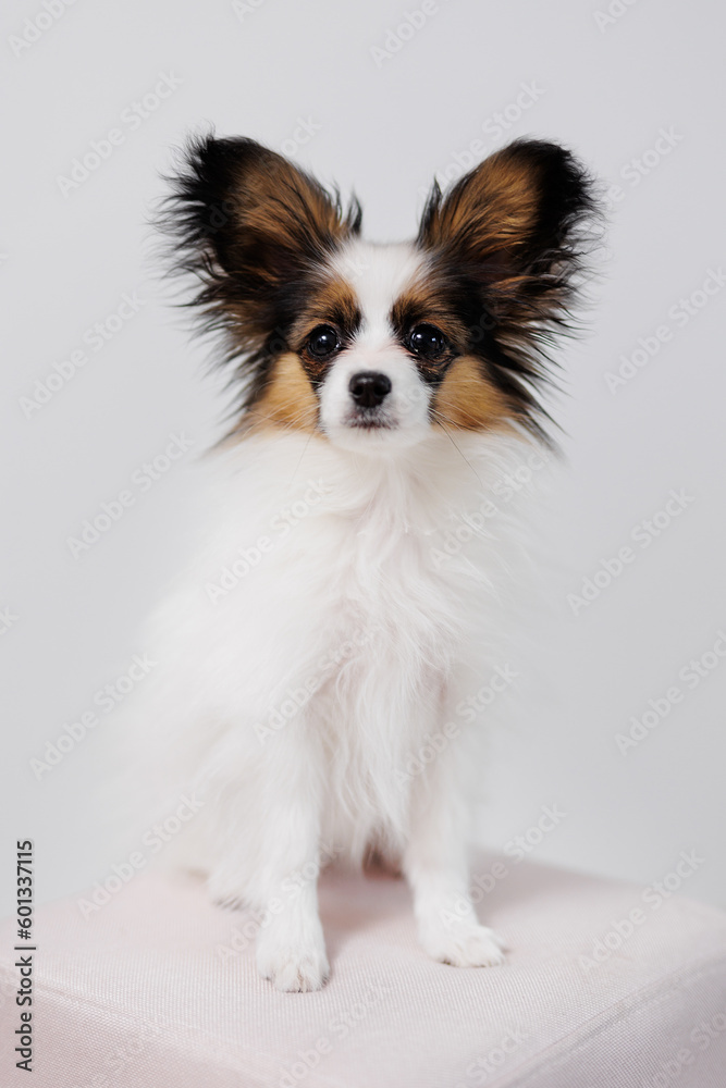 Puppy of tricolor papillon sitting on rose chair