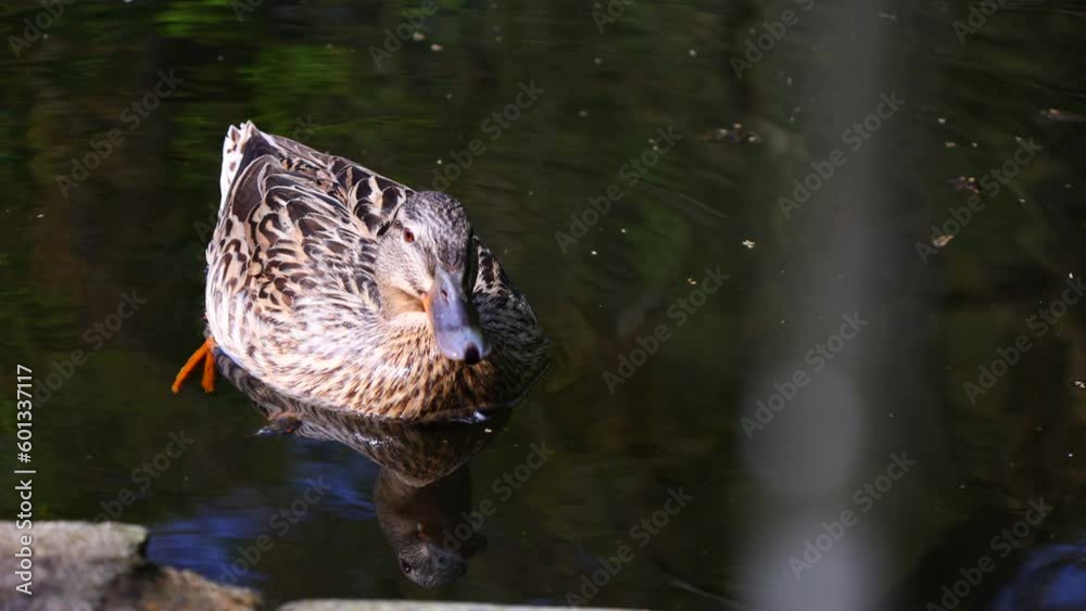 Mallard Duck Floating in the Water Looking Around with Reflections on the Water. 4K. Mallard Duck Floating in the Water Looking Around with Reflections on the Water. 4K.