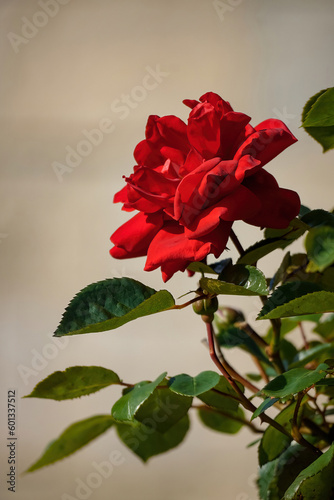 Blooming beautiful garden red rose with green leaves on blurred background 