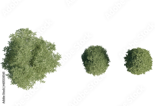 3d Plant Trees Carpinus Betulus Top view Cutout PNG