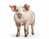 photo of Hampshire pig isolated on white background. Generative AI