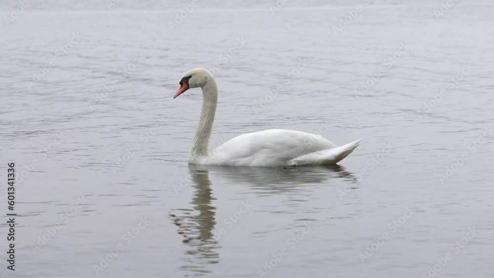 Beautiful Young White Swan is Swimming in the Lake. Late Autumn Time. Lithuania. North East of Europe. Beautiful Young White Swan is Swimming in the Lake. Late Autumn Time. Lithuania. North East of Europe.