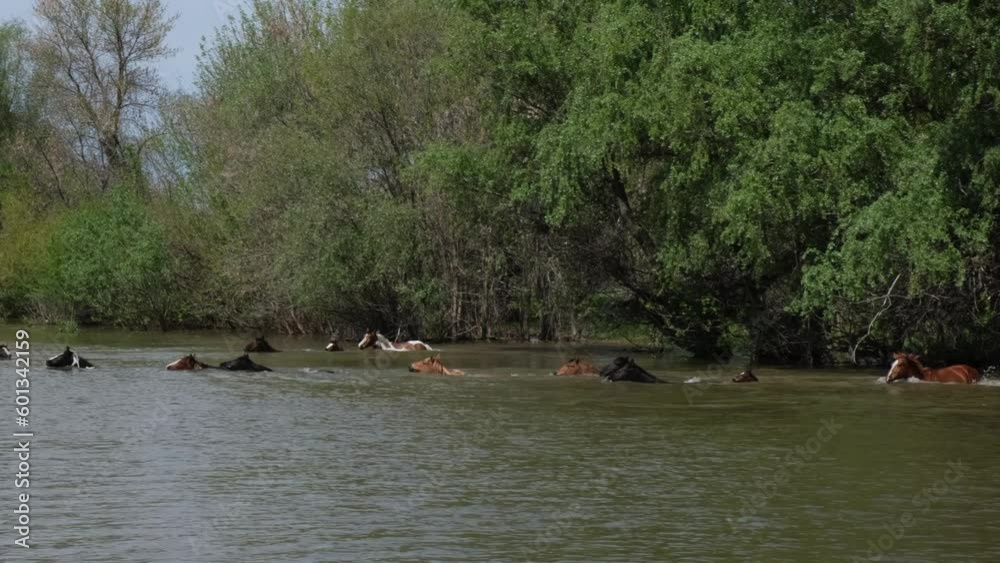 Wild mustangs are floating on the river. A herd of wild horses is crossing to the other side of the river. Wild mustangs are floating on the river. A herd of wild horses is crossing to the other side of the river.