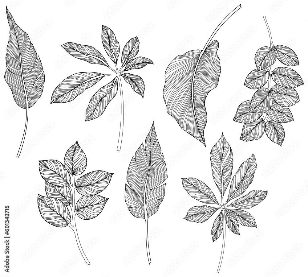 Abstract leaves isolated on white collection. Tropical leaves set. Hand drawn vintage illustration.