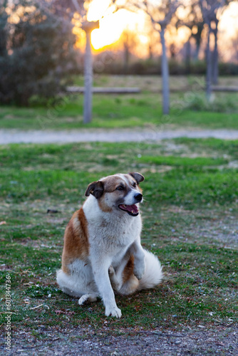 Fototapeta Naklejka Na Ścianę i Meble -  dog in the park at sunset, vertical