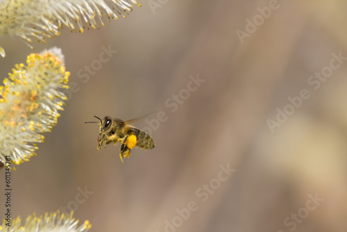 Apis mellifera volando hacia flor de Salix © Diego Cano Cabanes