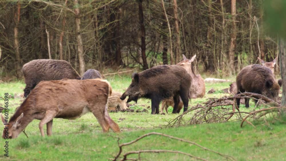 Roe Red Deer Herd With Fawns and Family of Wild Boars with Children Coexisting Together Grazing Grass and Relaxing in Forest Meadow. Veluwe, Netherlands Roe Red Deer Herd With Fawns and Family of Wild Boars with Children Coexisting Together Grazing Grass and Relaxing in Forest Meadow. Veluwe, Netherlands