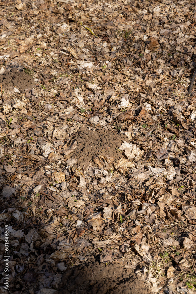 old leaves fallen in autumn on the ground in the spring season