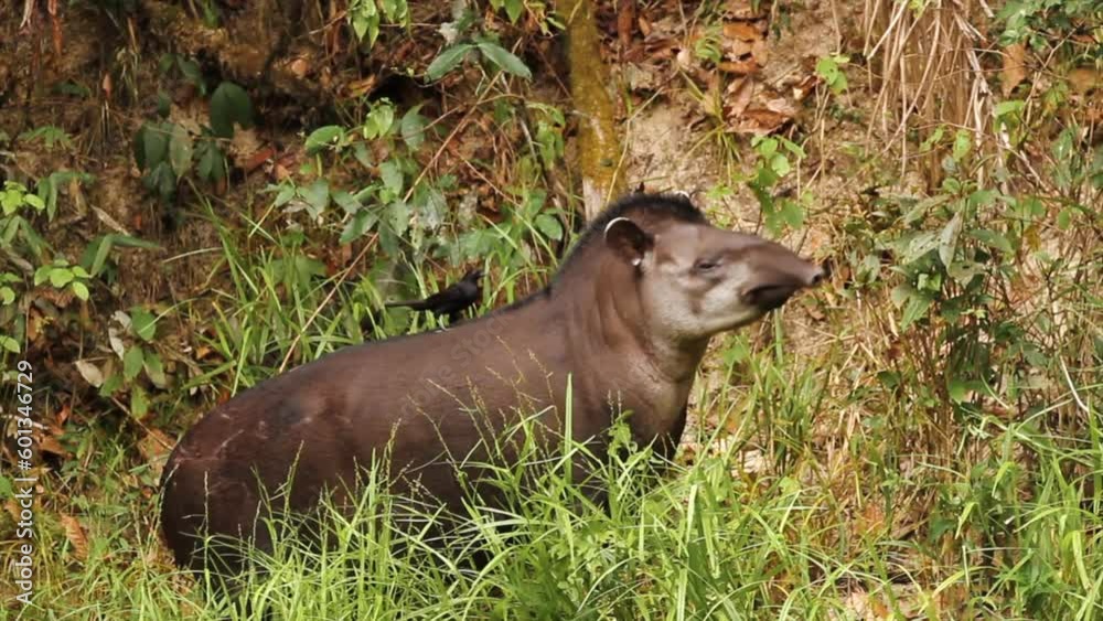 Tapir feeding with giant blackbird on it's back Tapir feeding with giant blackbird on it's back