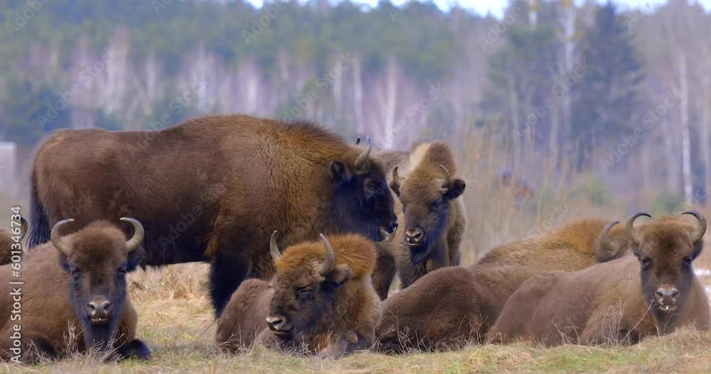 A resting herd of European bison, peacefully chewing their cud. A resting herd of European bison, peacefully chewing their cud.