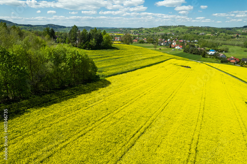 Spring landscape with yellow rape fields, polish countryside. Aerial drone view