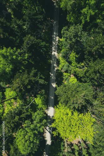 Road trough lush green forest, aerial drone view