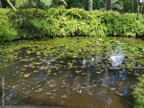 Laguna de jard  n tropical