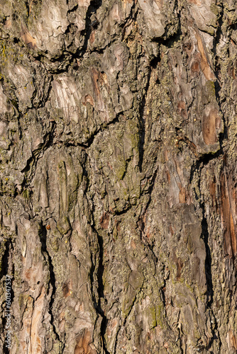 close-up of an old tree bark , details of the bark